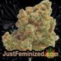 Tangerine Sugar by Sensi Seeds Buds Weed Ganja Skunk Pot Reefer Dope Herb Pics Images