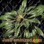 Bubblegum Kush by Bulldog Seeds Cannabis Seeds For Sale at Just Feminized