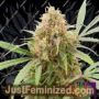 AK Triple Haze Auto by Super Sativa Seed Club Cannabis Seeds For Sale at Just Feminized