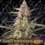 Northern Dragon Fuel Auto by Super Sativa Seeds Cannabis Seeds For Sale at Just Feminized