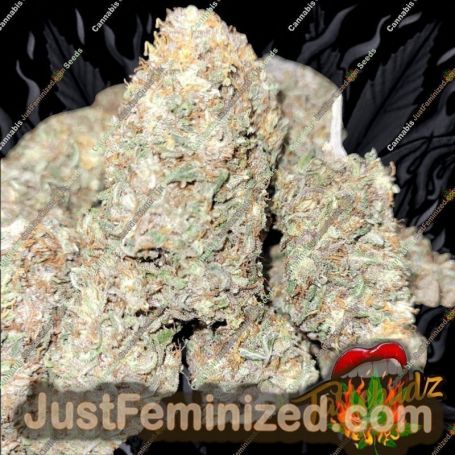 Grape Gushers by TasteBudz Cannabis Seeds For Sale at Just Feminized