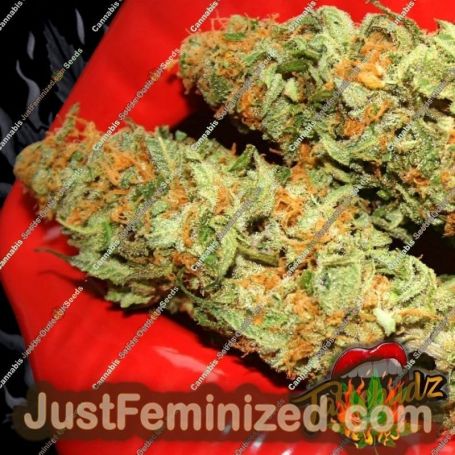 MAC Muffin Auto by TasteBudz Cannabis Seeds For Sale at Just Feminized