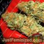 MAC Muffin Auto by TasteBudz Cannabis Seeds For Sale at Just Feminized