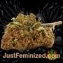 MAC Muffin Auto by TasteBudz Buds Weed Ganja Skunk Pot Reefer Dope Herb Pics Images