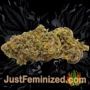 MAC Muffin Auto by TasteBudz Buds Weed Ganja Skunk Pot Reefer Dope Herb Pics Images