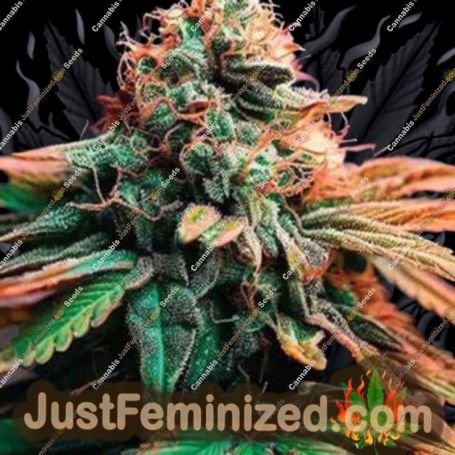 Orange Mooncake by TasteBudz Cannabis Seeds For Sale at Just Feminized