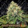 Truffle Berry by Top Shelf Elite Cannabis Seeds For Sale at Just Feminized