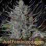 Don Biscotti by Don Avalanche Cannabis Seeds For Sale at Just Feminized