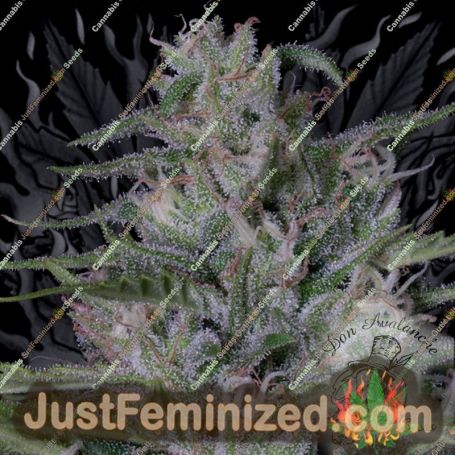 Don Bruce Banner by Don Avalanche Cannabis Seeds For Sale at Just Feminized