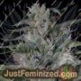 Don Bruce Banner by Don Avalanche Cannabis Seeds For Sale at Just Feminized