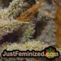 Don Bruce Banner by Don Avalanche THC CBD Close Up Trichomes Potency Yield Indica Sativa Strain Pic Images