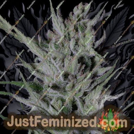 Don DoSiPunch by Don Avalanche Cannabis Seeds For Sale at Just Feminized