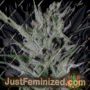 Don DoSiPunch by Don Avalanche Cannabis Seeds For Sale at Just Feminized