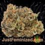 Don DoSiPunch by Don Avalanche Buds Weed Ganja Skunk Pot Reefer Dope Herb Pics Images