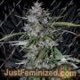 Don Forbidden Fruit by Don Avalanche Cannabis Seeds For Sale at Just Feminized