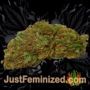 Don Forbidden Fruit by Don Avalanche Buds Weed Ganja Skunk Pot Reefer Dope Herb Pics Images
