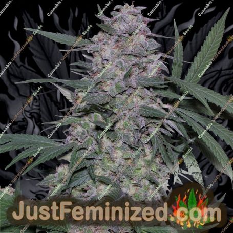 Don MAC 1 by Don Avalanche Cannabis Seeds For Sale at Just Feminized