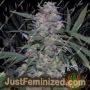 Don MAC 1 by Don Avalanche Cannabis Seeds For Sale at Just Feminized