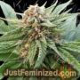 Dosi Glue by Flavour Chasers Cannabis Seeds For Sale at Just Feminized