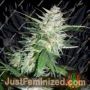 Super Shark by 710 Genetics Cannabis Seeds For Sale at Just Feminized