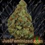 Mac Mango by KC Brains Seeds Cannabis Seeds For Sale at Just Feminized