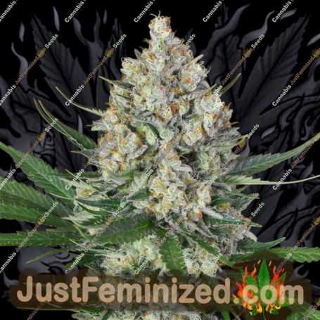 Lemon OG by 00 Seeds Cannabis Seeds For Sale at Just Feminized