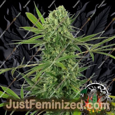 OG Kush by White Label Cannabis Seeds For Sale at Just Feminized