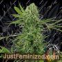 OG Kush by White Label Cannabis Seeds For Sale at Just Feminized