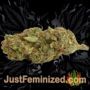 Colombian Gold by World of Seeds Buds Weed Ganja Skunk Pot Reefer Dope Herb Pics Images