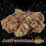 Colombian Gold by World of Seeds Buds Weed Ganja Skunk Pot Reefer Dope Herb Pics Images