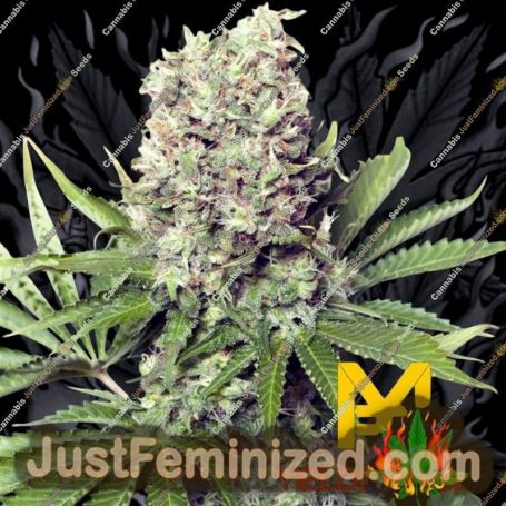Jumbo Runtz by Yieldmonger Seeds Cannabis Seeds For Sale at Just Feminized