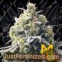 Mega Bucks Auto by Yieldmonger Seeds Cannabis Seeds For Sale at Just Feminized