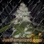 Milky Dreams by Greenhouse Seeds Cannabis Seeds For Sale at Just Feminized