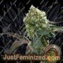 RS11 by Growers Choice Cannabis Seeds For Sale at Just Feminized