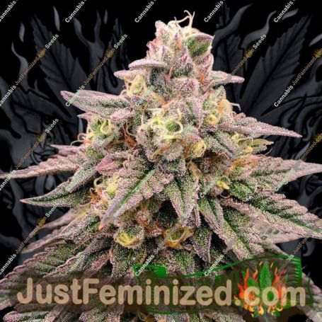 Forbidden Fruit by Humboldt Seed Org Cannabis Seeds For Sale at Just Feminized