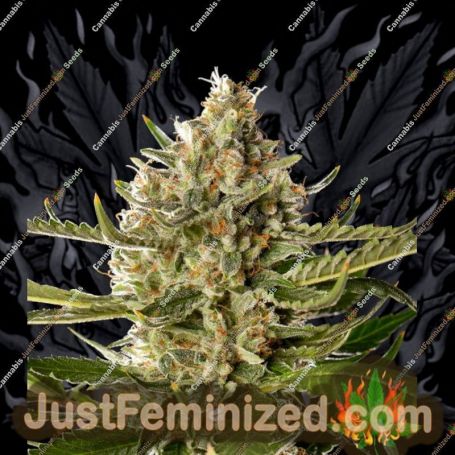 Mimosa Gushers by Growers Choice Cannabis Seeds For Sale at Just Feminized