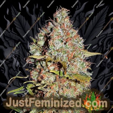 White Truffle by Growers Choice Cannabis Seeds For Sale at Just Feminized