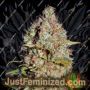 White Truffle by Growers Choice Cannabis Seeds For Sale at Just Feminized