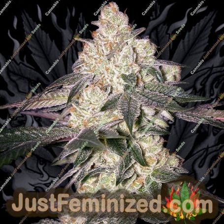 Moweeto by Greenhouse Seeds Cannabis Seeds For Sale at Just Feminized