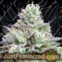 Blue Zushi by Growers Choice Cannabis Seeds For Sale at Just Feminized