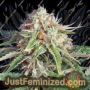 Fast Ryder Auto by Bulldog Seeds Cannabis Seeds For Sale at Just Feminized