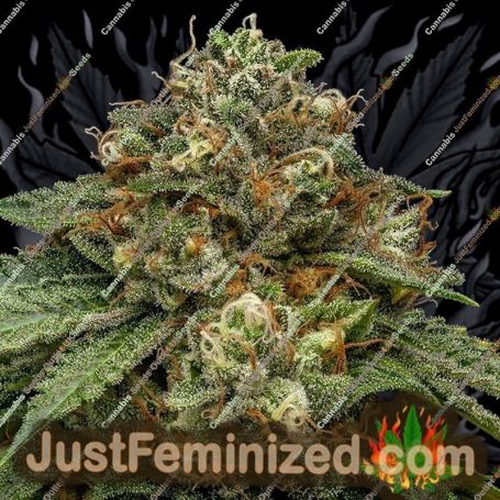 Kroma by Ripper Seeds Cannabis Seeds For Sale at Just Feminized