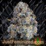 Alien Dounutz by Terp Treez Seeds Cannabis Seeds For Sale at Just Feminized