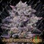 Zinnamon Milk by Terp Treez Seeds Cannabis Seeds For Sale at Just Feminized