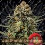Tyson Gelato 44 by Royal Queen Cannabis Seeds For Sale at Just Feminized