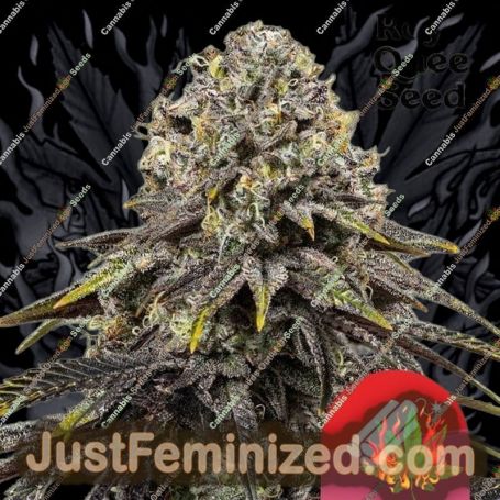 Tyson Dynamite Diesel by Royal Queen Cannabis Seeds For Sale at Just Feminized