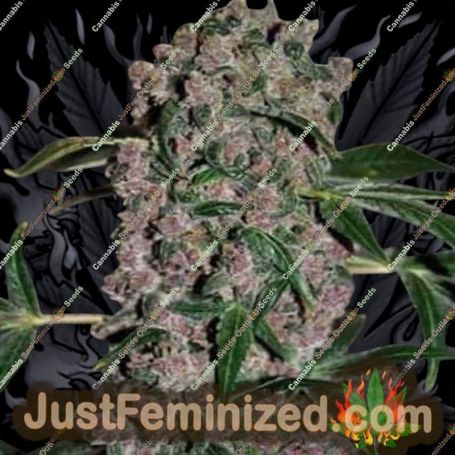 Girl Scout Cookies Extreme by Bulldog Seeds Cannabis Seeds For Sale at Just Feminized