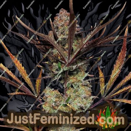 Apple Strudel Auto by Fast Buds Cannabis Seeds For Sale at Just Feminized