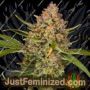 Guava Auto by Fast Buds Cannabis Seeds For Sale at Just Feminized