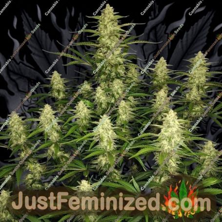 Papaya Cookies Auto by Fast Buds Cannabis Seeds For Sale at Just Feminized